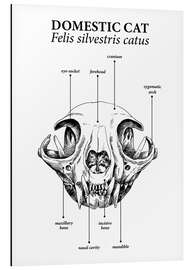 Tableau en aluminium Crâne du chat domestique (anglais)
