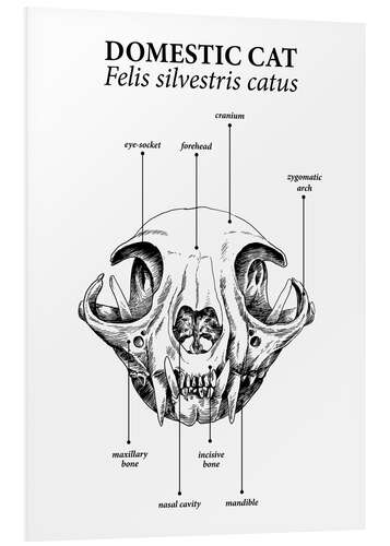 Tableau en PVC Crâne du chat domestique (anglais)