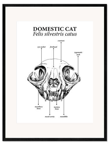 Plakat artystyczny premium w ramie Skull of the domestic cat