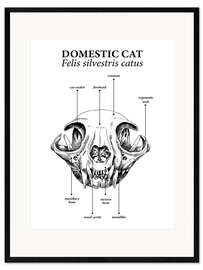 Plakat artystyczny premium w ramie Skull of the domestic cat