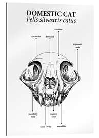 Gallery print Skull of the domestic cat