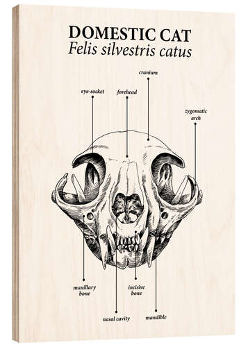 Hout print Schedelsamenstelling van de binnenlandse kat