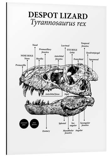 Aluminium print Opbouw van de schedel van een Tyrannosaurus rex (Engels)