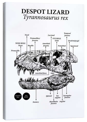 Leinwandbild Schädelaufbau eines Tyrannosaurus rex (Englisch)