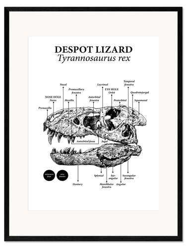 Impression artistique encadrée Crâne d'un Tyrannosaurus rex (anglais)