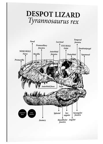 Galleriataulu Tyrannosaurus rexin kallo koostumus