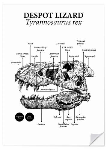 Wall sticker Skull of a Tyrannosaurus rex