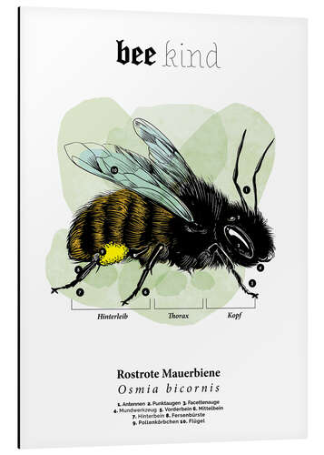 Aluminium print Anatomy of a red mason bee