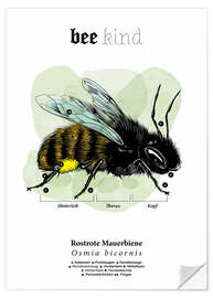 Naklejka na ścianę Anatomy of a red mason bee