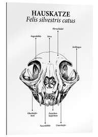 Gallery print Schedelsamenstelling van de binnenlandse kat