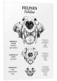 Obraz na PCV Felines in comparison