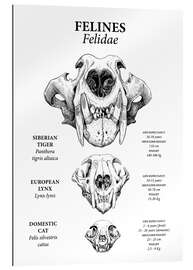 Quadro em plexi-alumínio Feline em comparação