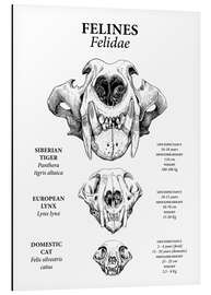 Magnettafel Katzen im Vergleich (Englisch)