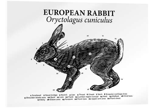 Akryylilasitaulu Luonnollisen kanin anatomia