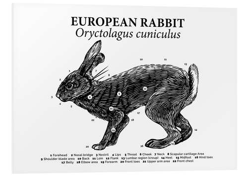 Tableau en PVC Anatomie du lapin sauvage (anglais)