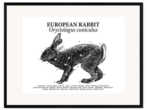 Impression artistique encadrée Anatomie du lapin sauvage (anglais)