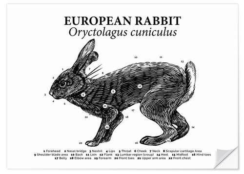 Naklejka na ścianę Anatomy of the wild rabbit