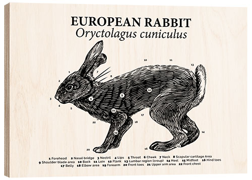 Wood print Anatomy of the Wild Rabbit