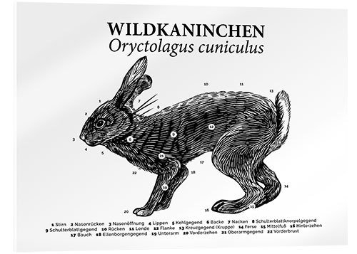 Acrylglasbild Anatomie des Wildkaninchens II