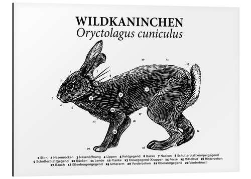 Aluminium print Anatomy of the Wild Rabbit