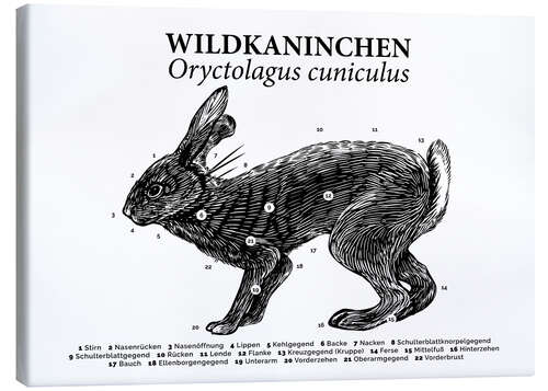 Leinwandbild Anatomie des Wildkaninchens II