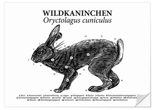 Wandsticker Anatomie des Wildkaninchens II