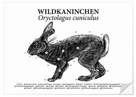 Naklejka na ścianę Anatomy of the Wild Rabbit