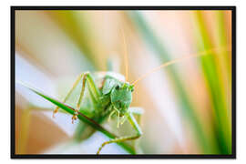 Gerahmter Kunstdruck Grashüpfer auf einer Planze