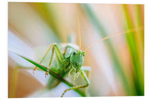 Foam board print Grasshopper on a planze