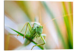 Gallery print Grasshopper on a planze