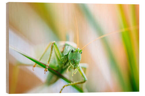 Wood print Grasshopper on a planze