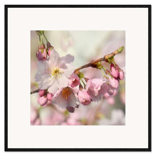 Kehystetty taidepainatus Spring scent I