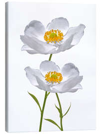 Canvas print Tijdloze anemonen