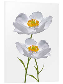 Foam board print Timeless anemones