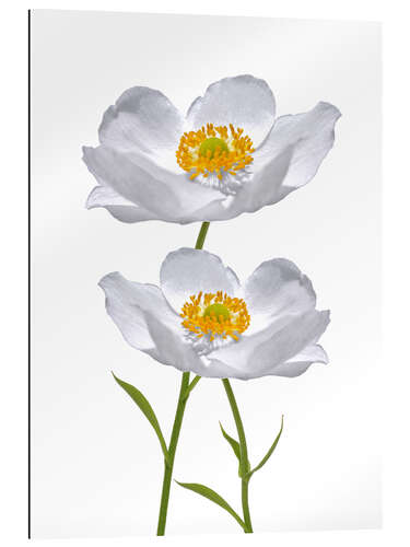 Gallery print Timeless anemones