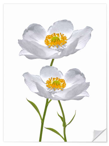 Wall sticker Timeless anemones