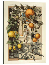 Gallery print Lemon and Orange Plant