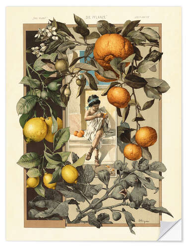 Sticker mural Citrons et oranges