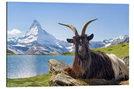 Aluminium print Matterhorn with Valais black-necked goat