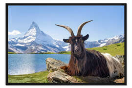 Gerahmter Kunstdruck Matterhorn mit Walliser Schwarzhalsziege