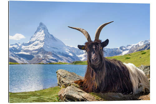 Galleritryck Matterhorn med Valais svarthalsad get