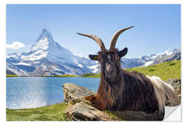 Naklejka na ścianę Matterhorn with Valais black-necked goat