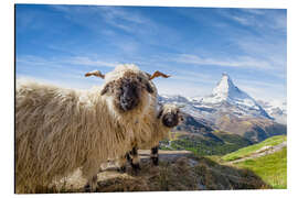 Aluminium print Matterhorn with black-nosed sheep