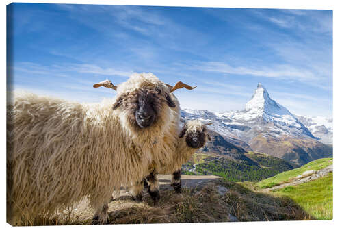 Leinwandbild Matterhorn mit Schwarznasenschaf