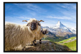 Gerahmter Kunstdruck Matterhorn mit Schwarznasenschaf