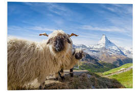 Foam board print Matterhorn with black-nosed sheep