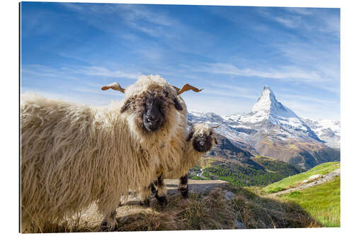 Gallery Print Matterhorn mit Schwarznasenschaf