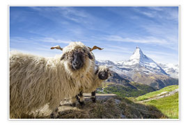 Plakat  Matterhorn med sorte næsede får - Jan Christopher Becke