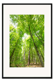 Gerahmter Kunstdruck Große grüne Wälder