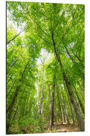 Magnettafel Große grüne Wälder